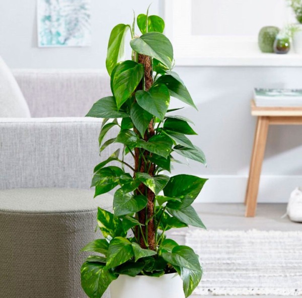 ТОП 12 растений, которые очищают воздух в квартире