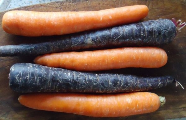 Черная морковь (скорцонера): что за овощ, польза и вред